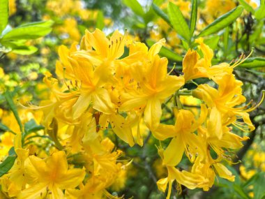 Sarı rododendron, pantica açelya, bitkisel bitki, sarı açelya - yakın plan çiçekler, Polonya 'da Wroclaw' da bir parkta.