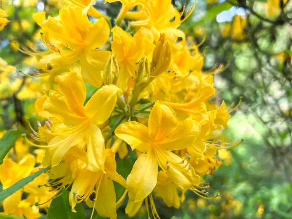 Sarı rododendron, pantica açelya, bitkisel bitki, sarı açelya - yakın plan çiçekler, Polonya 'da Wroclaw' da bir parkta.