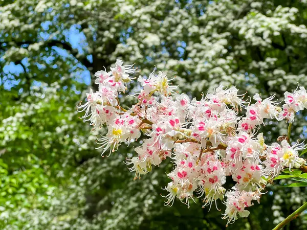 Polonya, Wroclaw 'daki Szczytnicki Parkı' nda yetişen at kestanesi çiçeğinin yakın çekimi.