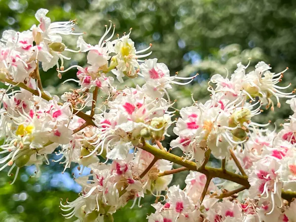 Polonya, Wroclaw 'daki Szczytnicki Parkı' nda yetişen at kestanesi çiçeğinin yakın çekimi.