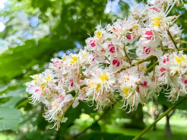 Polonya 'nın Wrolcaw kentindeki Szczytnicki Parkı' nda yetişen kırmızı Japon rhododendron çiçeklerinin yakın çekimi.