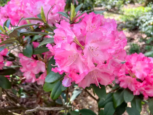 Polonya 'nın Wrolcaw kentindeki Szczytnicki Parkı' nda yetişen kırmızı Japon rhododendron çiçeklerinin yakın çekimi.