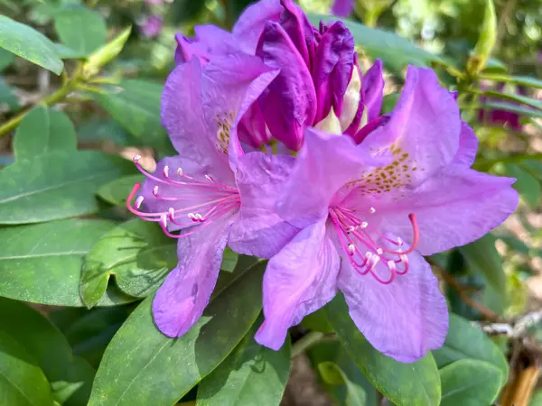 Polonya 'nın Wrolcaw kentindeki Szczytnicki Parkı' nda yetişen kırmızı Japon rhododendron çiçeklerinin yakın çekimi.