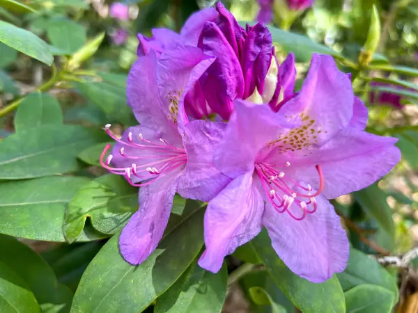 Polonya 'nın Wrolcaw kentindeki Szczytnicki Parkı' nda yetişen kırmızı Japon rhododendron çiçeklerinin yakın çekimi.