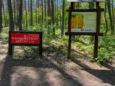 Gryfino, Polonya, 6 Mayıs 2025: Gryfino, Polonya yakınlarındaki Eğri Orman hakkında bilgi. 