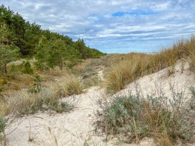 Bitki örtüsünü ve diğer doğal özellikleri korumak için Baltık kıyılarının korunan kısımları. Polonya 'da Mrzezyno çevresi.