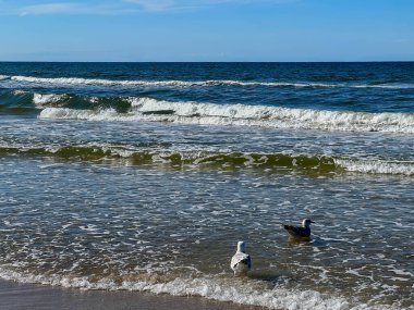 Polonya 'da Mrzezyno yakınlarında Baltık Denizi kıyısında martılar.