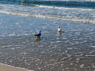 Polonya 'da Mrzezyno yakınlarında Baltık Denizi kıyısında martılar.