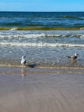 Polonya 'da Mrzezyno yakınlarında Baltık Denizi kıyısında martılar.