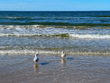 Polonya 'da Mrzezyno yakınlarında Baltık Denizi kıyısında martılar.