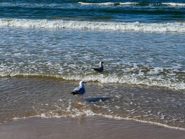 Polonya 'da Mrzezyno yakınlarında Baltık Denizi kıyısında martılar.