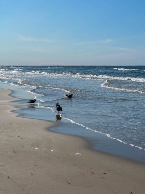 Polonya 'da Mrzezyno yakınlarında Baltık Denizi kıyısında martılar.