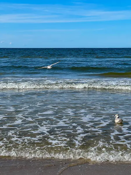Polonya 'da Mrzezyno yakınlarında Baltık Denizi kıyısında martılar.
