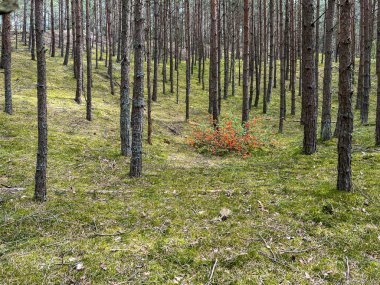 Polonya 'nın Grzybowo yakınlarındaki bir kıyı çam ormanında açan kırmızı çiçekli bir çalılık. Doğanın vahşi bir güzelliği, bitki örtüsü ile çam ormanları arasındaki tezat..