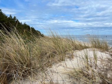 Polonya, Grzybowo yakınlarında, Baltık kıyısındaki kumul bölgeleri yıkımdan korunuyor..