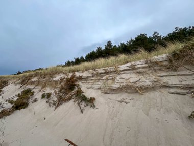 Baltık Denizi kıyılarını Trzesacz ve Mrzezyno yakınlarında iç kesimlere kaymaktan koruyan bitki ve insan aktiviteleri.