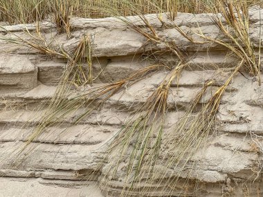 Baltık Denizi kıyılarını Trzesacz ve Mrzezyno yakınlarında iç kesimlere kaymaktan koruyan bitki ve insan aktiviteleri.