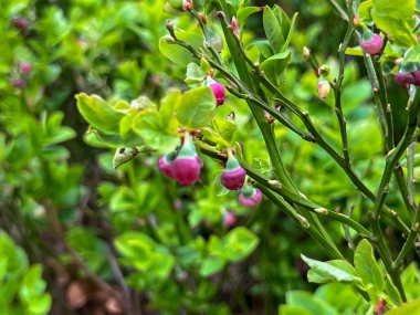 Mayıs ayı başlarında, Polonya 'nın Mrzezyno kenti yakınlarındaki Baltık kıyısında bir çam ormanında yetişen yabanmersini çiçekleri..