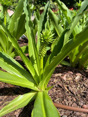 Wroclaw 'daki Botanik Bahçesinde Taçlı Lily (Eukomis).