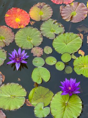 Polonya 'nın Wroclaw kentindeki Ostow Tumski' deki Botanik Bahçesi 'nde açan Nymphaea..
