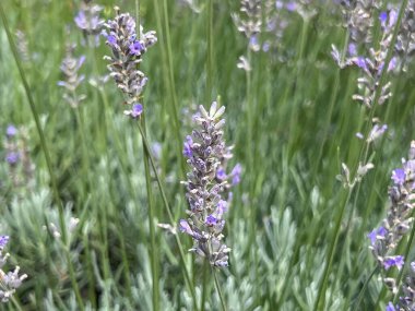 Polonya 'nın Wroclaw kentindeki Ostrow Tumski' deki botanik bahçesinde çiçek açan lavanta (Lavandula) arsası.
