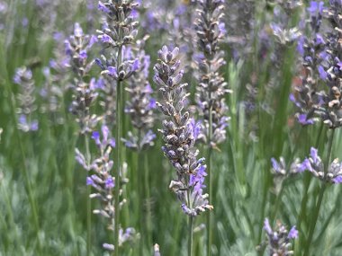 Polonya 'nın Wroclaw kentindeki Ostrow Tumski' deki botanik bahçesinde çiçek açan lavanta (Lavandula) arsası.