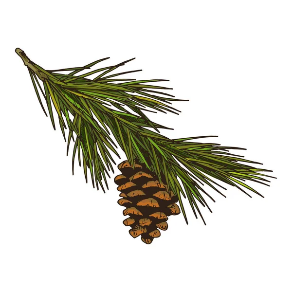Colorful Sketch Pine Spruce Branch Isolated Vector Icon Clipart Hand — Stock Vector