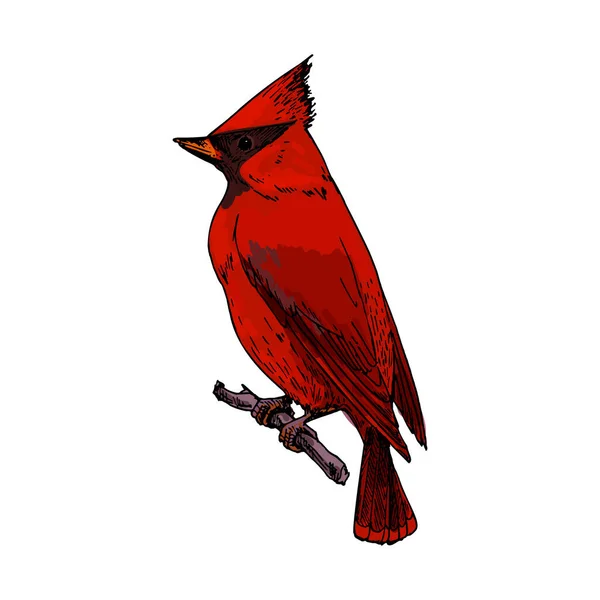 北側の基数または赤鳥 分離ベクトルアイコンまたはクリッパーのスケッチ 手描きリニアデザイン 枝の上に現実的な赤い基本または大きなくちばしの鳥 新年とクリスマスのバナーの装飾 — ストックベクタ