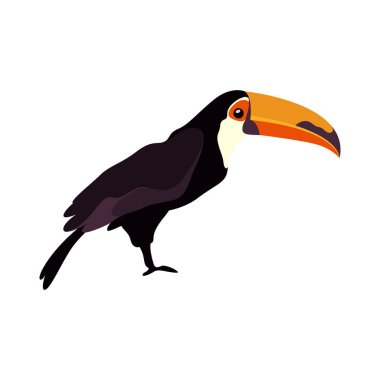 Image of toucan with big beak. Vector card with isolated toco bird. Tropical colorful tucan card, exotic jungle wildlife sign. Zoo mascot and fauna emblem. Nature and wildlife, tropic animal theme