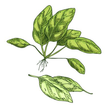 Vector image of spinach plant. Sketch illustration of edible plant, salad plant-based ingredient. Vintage clipart or sign of vitamin grocery. Agriculture, farming, cooking and nutrition, botany theme.