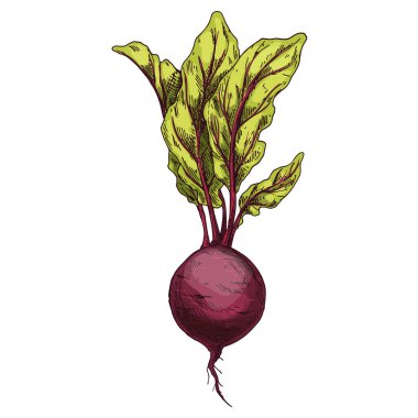 Beetroot vegetable sketch. Hand drawn vector illustration of beet root. Plant clipart for salad. Vegan and vegetarian nutrition. Agriculture symbol and cooking ingredient.Harvest and healthy nutrition