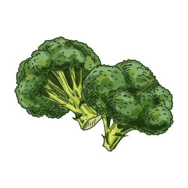 Vector image of broccoli plant. Sketch illustration of edible vegetable or plant florets. Healthy diet and nutrition, salad ingredient. Hand drawn clipart or sign of vitamin grocery. Agriculture.