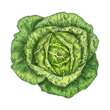 A vector sketch illustration of cabbage. Hand drawn leafy vegetable used in cooking and salads. Isolated image of savoy brassica. Rural edible plant. Green food for vegan and vegetarian. Farm and cook
