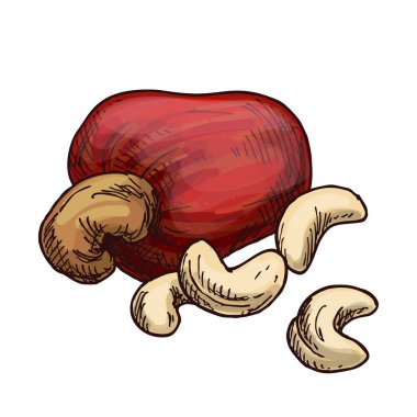 Meyveli kaju fıstığı çizimi. Vejetaryen ya da vejetaryen beslenme için yiyecek görüntüsünü izole et. Sağlıklı beslenme ve yenilebilir çekirdekli market. Çiftçilik ve tarım, botanik teması.