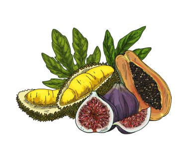 Durian, incir ve papaya 'nın vektör çizimi. El yapımı Durio ve Papaw cenini. Pawpaw ile tırman. Yenilebilir meyve imajı. Vejetaryen ve vejetaryen beslenme. Doğal ve organik vitamin gıdaları.