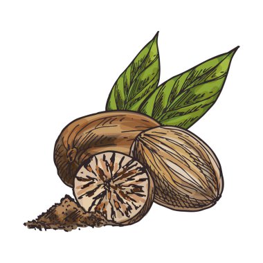 Nutmeg tohumu çizimi izole edildi. Baharat ya da baharat için vektör kokulu ya da gerçek fındık yiyeceği. Dilimlenmiş abur cubur. Vejetaryen ya da vejetaryen gurme için kurutulmuş meyve. El yapımı çekirdek. Botanik ve aşçılık teması.