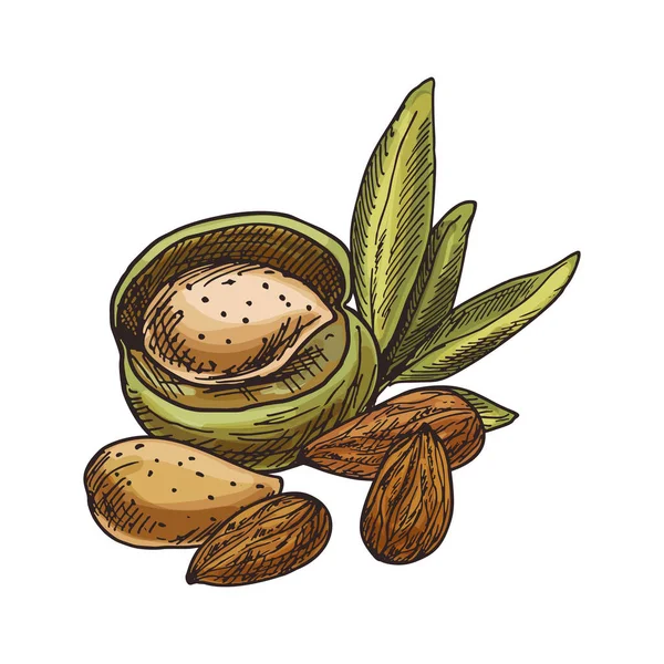 アーモンドナッツのベクトルスケッチ 健康食品のイメージ 手描きのナッツクリップ ビーガンまたはベジタリアン栄養のための木の種子成分を焼くと調理 料理と農業 ビタミンと収穫のテーマ — ストックベクタ