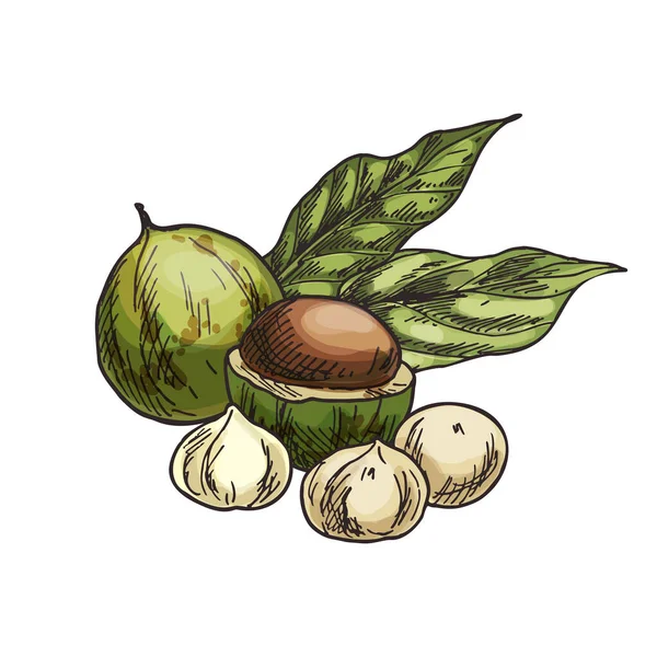 Illustration Des Macadamia Nussvektors Skizze Von Hawaii Nut Clipart Aus — Stockvektor