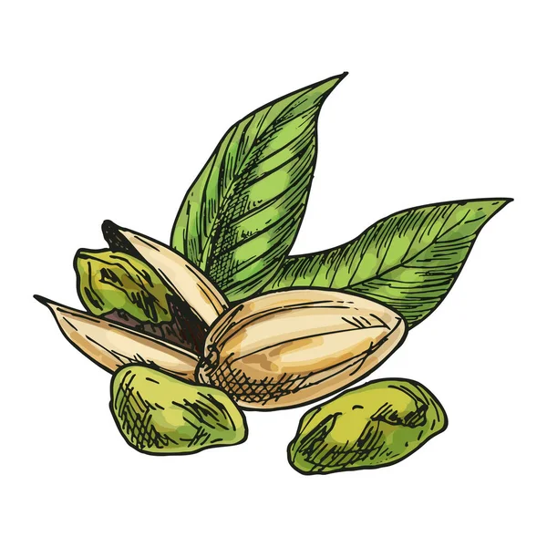 ピスタチオナッツ手描き画像 ベジタリアンフードのベクトルスケッチ ナッツスナックやビーガン栄養 天然のビタミン成分を食用とします 農業と収穫 料理と料理 植物学のテーマ — ストックベクタ