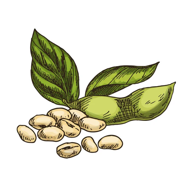 Kacang Kedelai Terisolasi Sketsa Vektor Kartu Dengan Kacang Kedelai Atau - Stok Vektor