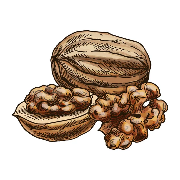 Sketch Vector Image Walnut Nutritious Nut Hand Drawn Kernel Ingredient — Stock Vector