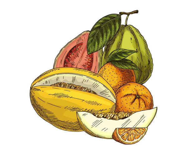 Illustration Von Melone Orange Und Guave Skizze Exotischer Früchte Handgezeichnete — Stockvektor