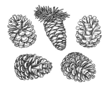İzole koni çizimi. Çam veya köknar taşıyıcı koleksiyonu, sedir işareti. Evergreen ya da Noel için kozalaklı süsleme. Doğanın klasik süsü. Botanik veya biyoloji kitabı için bitki, oyma