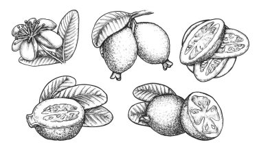 Feijoa 'nın bir çizimi. Vektör gerçekçi tropikal meyve. Egzotik guavasteen çizimi. El yapımı ananas guava. Vitaminli vejetaryen ve vejetaryen yemekleri. Tarım, tarım, beslenme