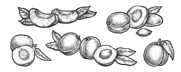 Uppsättning Vektorisolerade Aprikoser Skivad Stenfrukt Från Fruktträdgård Eller Gård Vitamin — Stock vektor