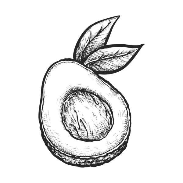 Ρεαλιστική Μισό Φέτες Αβοκάντο Σκίτσο Πυρήνα Διανυσματική Εικόνα Του Φρούτου — Διανυσματικό Αρχείο
