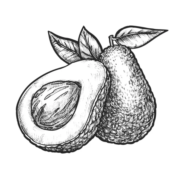 Immagine Vettoriale Disegnata Mano Frutta Avocado Affettata Schizzo Pera Alligatore — Vettoriale Stock