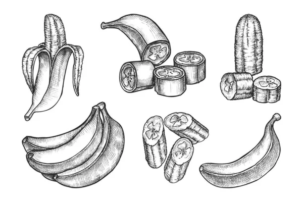 隔離されたバナナのスケッチのセット ベクトルスライスフルーツと手描きバナナ束 ベジタリアンやビーガンのレシピ要素 熱帯の収穫と農業 キャベンディッシュ夏の製品 生物学のテーマ — ストックベクタ