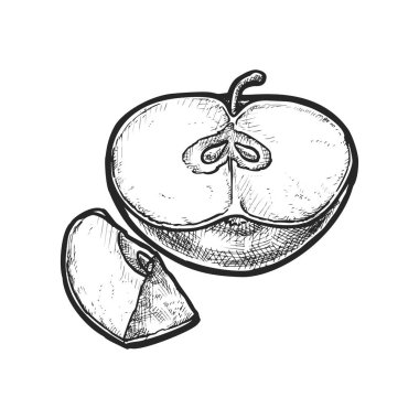 Dilimlenmiş elma tohumlarının gerçekçi bir taslağı. Sağlıklı çiftliğin veya meyve bahçesinin taşıyıcı görüntüsü. Sonbahar aşçılık malzemeleri. Vejetaryen ve vejetaryen vitamin beslenmesi. Tarif için organik ve sağlıklı tema