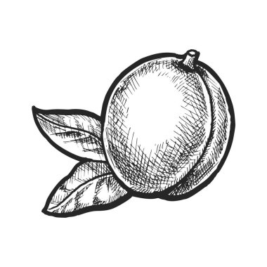 Kayısı için el çizimi vektör levhası. Beslenmek için sağlıklı taş meyveler. Vejetaryen ve vejetaryen yiyecekler için organik vitamin. Meyve bahçesi ve çiftlik hasadı. Tarım kitabı illüstrasyonu. Aşçı, aşçı, tarif